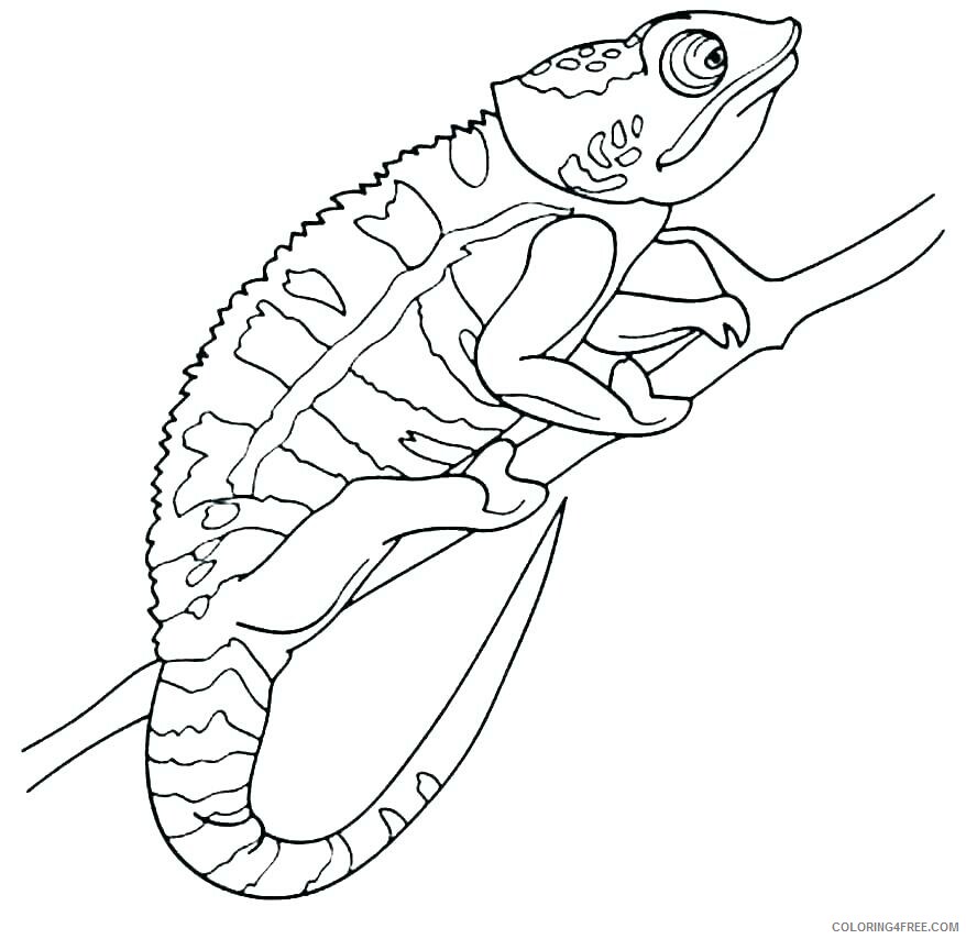 Chameleon Coloring Pages Animal Printable Sheets Printable Chameleon 2021 0997 Coloring4free