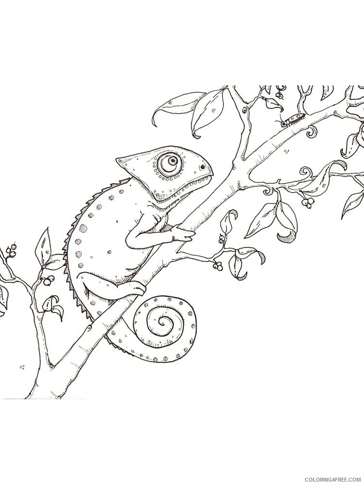 Chameleon Coloring Pages Animal Printable Sheets chameleon 16 2021 0969 Coloring4free
