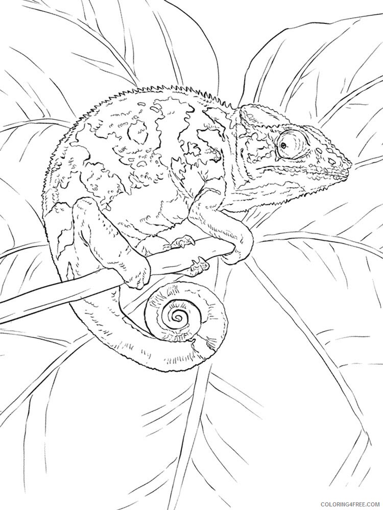 Chameleon Coloring Pages Animal Printable Sheets chameleon 19 2021 0972 Coloring4free