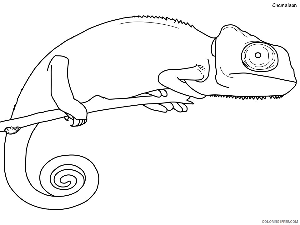 Chameleon Coloring Pages Animal Printable Sheets chameleon 2021 0957 Coloring4free