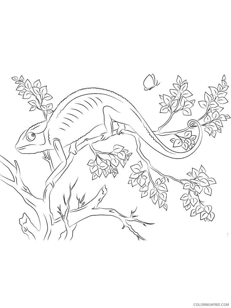 Chameleon Coloring Pages Animal Printable Sheets chameleon 21 2021 0975 Coloring4free
