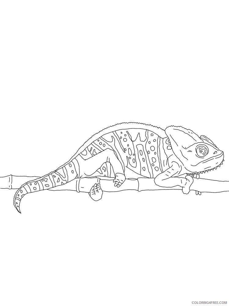 Chameleon Coloring Pages Animal Printable Sheets chameleon 8 2021 0990 Coloring4free