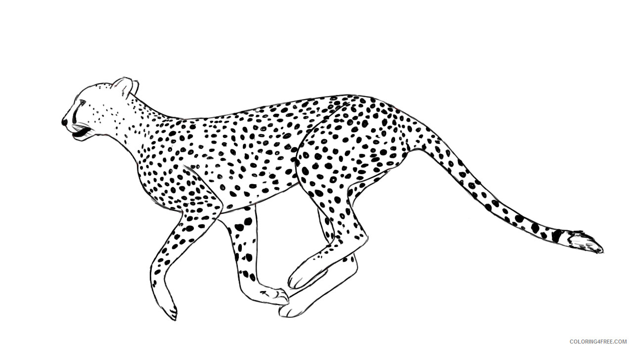 Cheetah Coloring Pages Animal Printable Sheets Cheetah Print 2021 1010 Coloring4free
