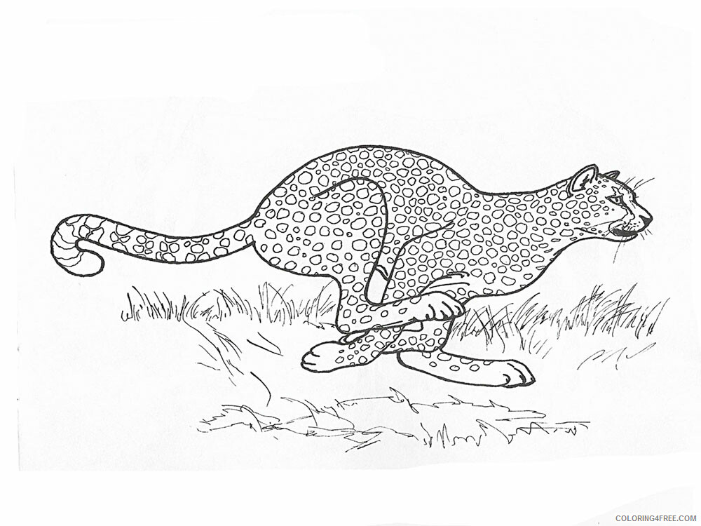 Cheetah Coloring Pages Animal Printable Sheets Cheetah animal 340 2021 1007 Coloring4free