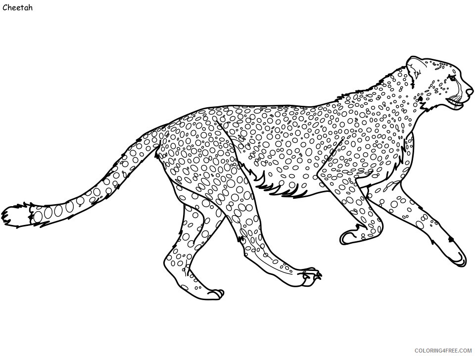 Cheetah Coloring Pages Animal Printable Sheets cheetah 2021 1005 Coloring4free