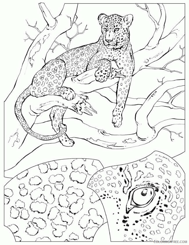 Cheetah Coloring Sheets Animal Coloring Pages Printable 2021 0831 Coloring4free