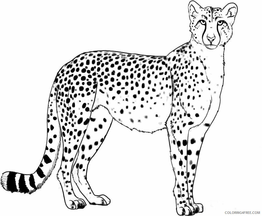 Cheetah Coloring Sheets Animal Coloring Pages Printable 2021 0835 Coloring4free