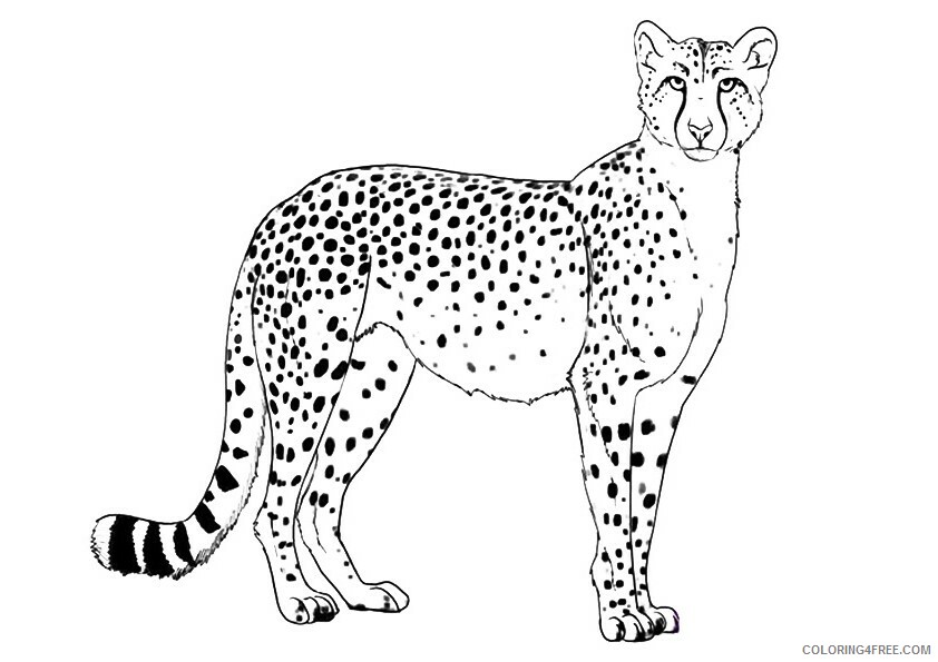 Cheetah Coloring Sheets Animal Coloring Pages Printable 2021 0841 Coloring4free
