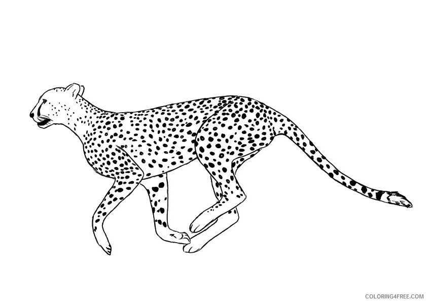 Cheetah Coloring Sheets Animal Coloring Pages Printable 2021 0844 Coloring4free