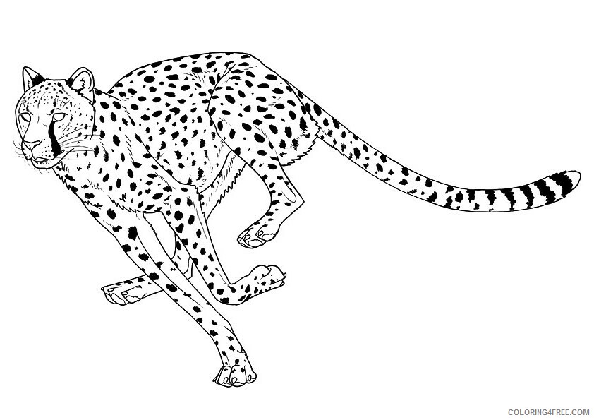 Cheetah Coloring Sheets Animal Coloring Pages Printable 2021 0845 Coloring4free