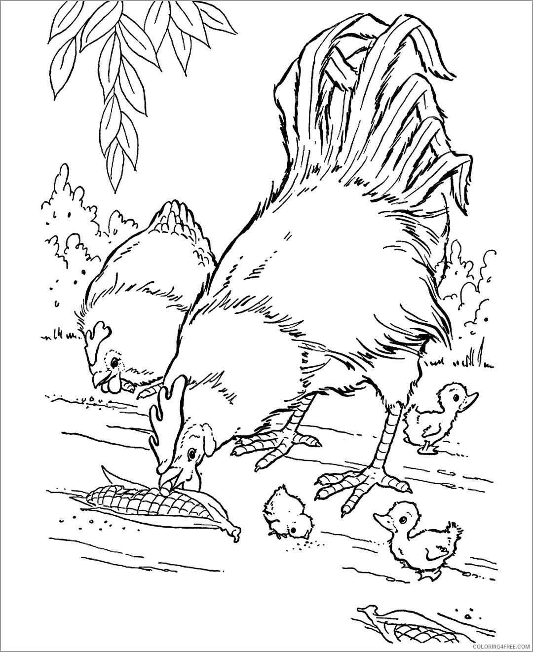 Chick Coloring Pages Animal Printable Sheets rooster and chicks 2021 1031 Coloring4free