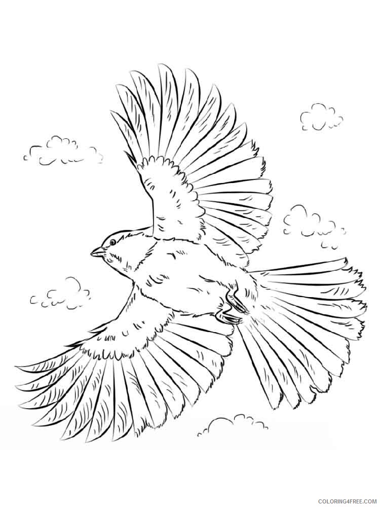 Chickadee Coloring Pages Animal Printable Sheets Chickadee birds 10 2021 1034 Coloring4free