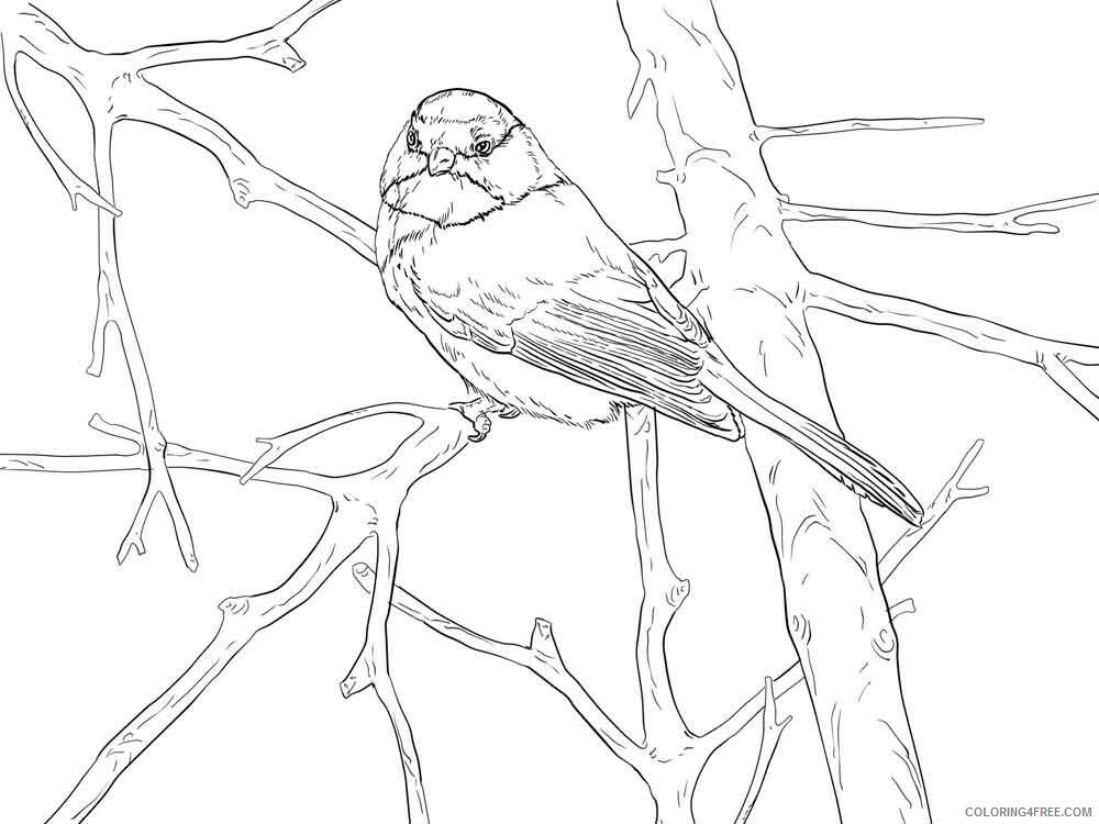 Chickadee Coloring Pages Animal Printable Sheets Chickadee birds 3 2021 1036 Coloring4free