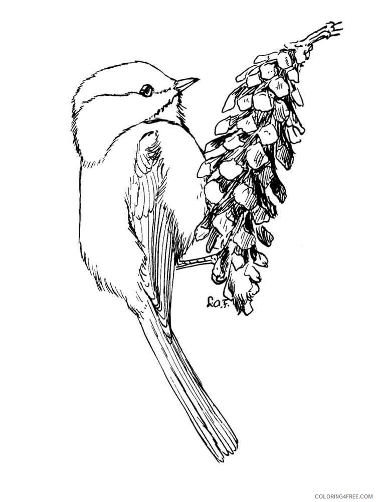 Chickadee Coloring Pages Animal Printable Sheets Chickadee birds 4 2021 1037 Coloring4free