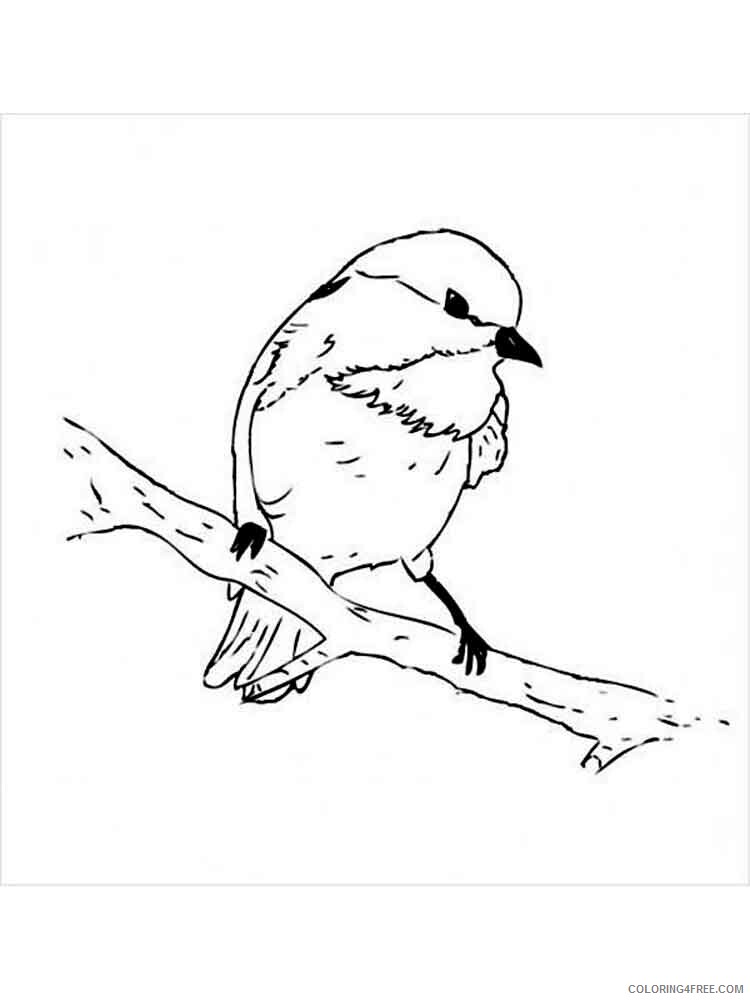 Chickadee Coloring Pages Animal Printable Sheets Chickadee birds 8 2021 1040 Coloring4free
