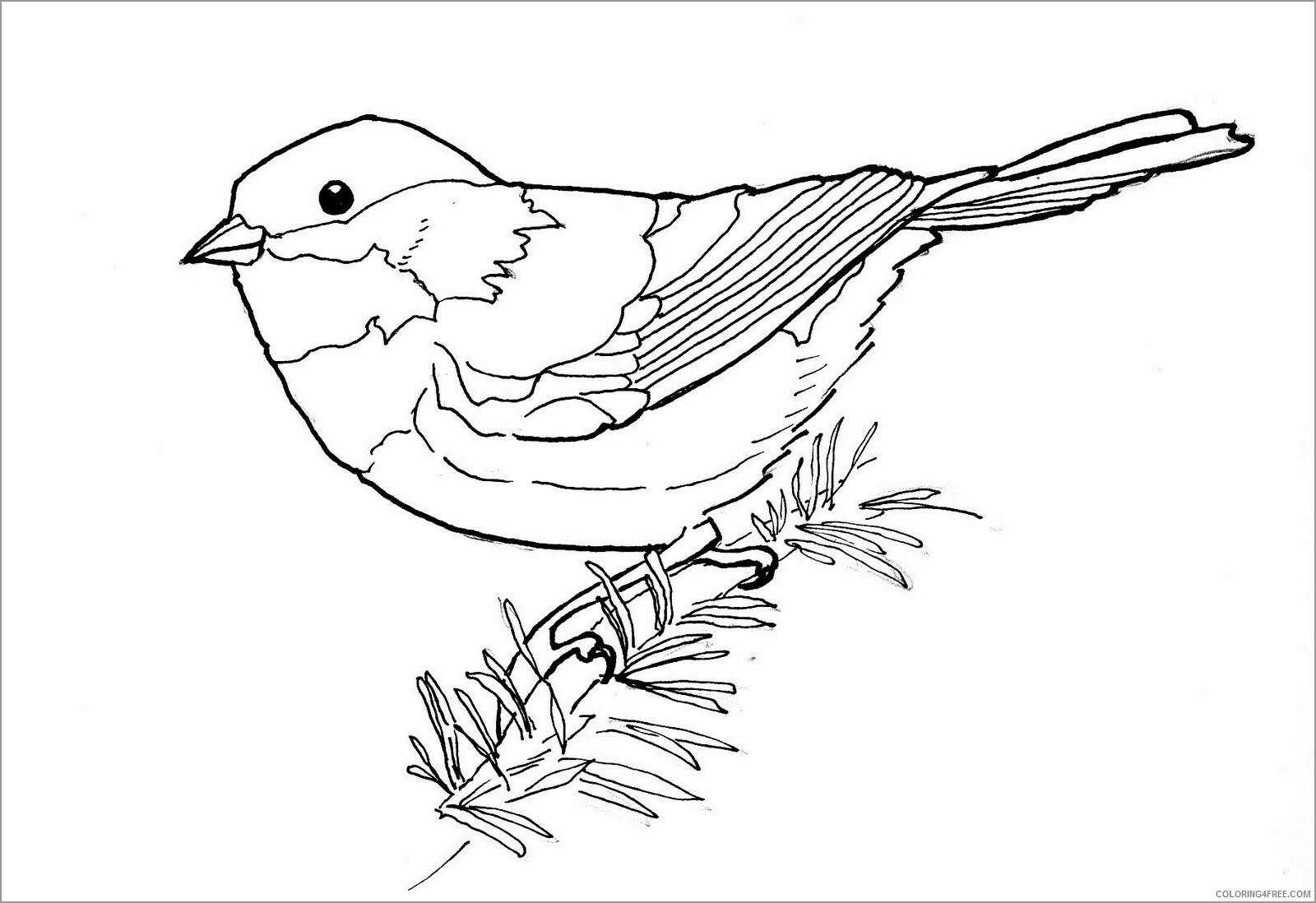 Chickadee Coloring Pages Animal Printable Sheets black capped chickadee kids 2021 Coloring4free