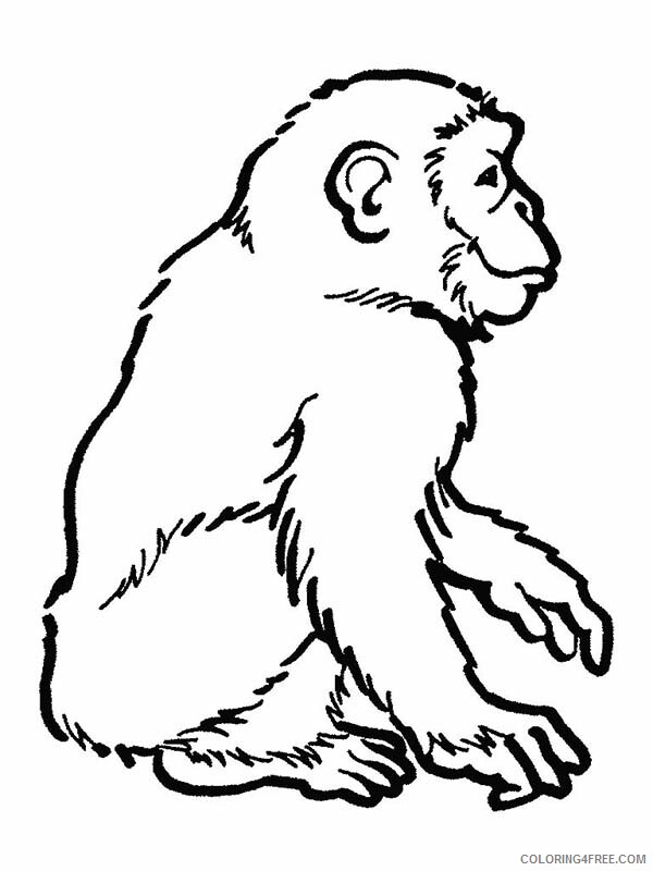 Chimpanzee Coloring Pages Animal Printable Sheets Awesome Drawing 2021 1073 Coloring4free