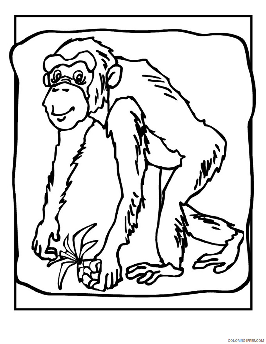 Chimpanzee Coloring Pages Animal Printable Sheets Chimpanzee 2021 1080 Coloring4free