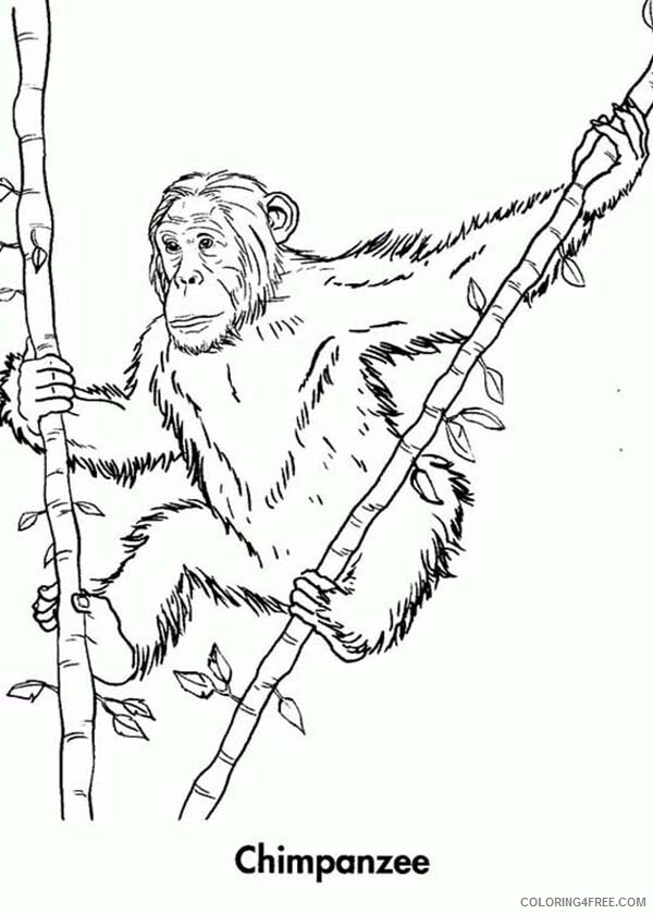 Chimpanzee Coloring Pages Animal Printable Sheets Climb Bamboo Tree 2021 1076 Coloring4free