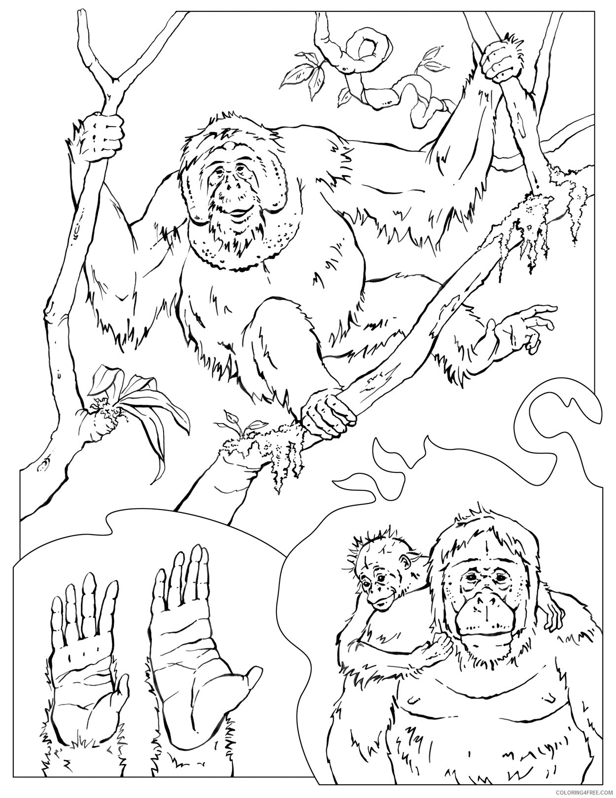 Chimpanzee Coloring Pages Animal Printable Sheets Free Chimpanzee 2021 1090 Coloring4free