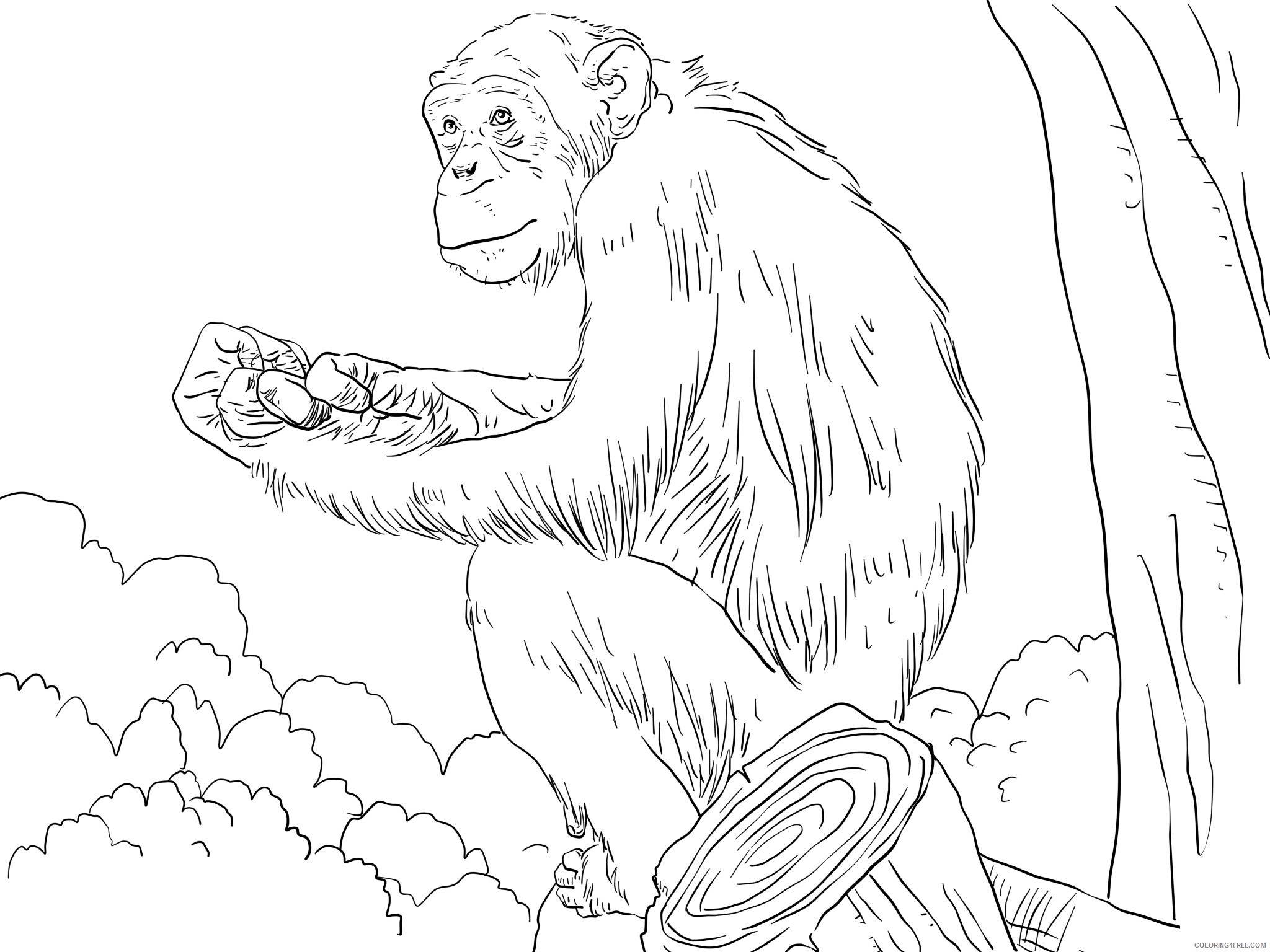 Chimpanzee Coloring Pages Animal Printable Sheets Free Chimpanzee 2021 1091 Coloring4free