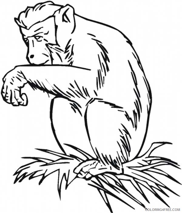 Chimpanzee Coloring Pages Animal Printable Sheets Sitting on Grass 2021 1085 Coloring4free