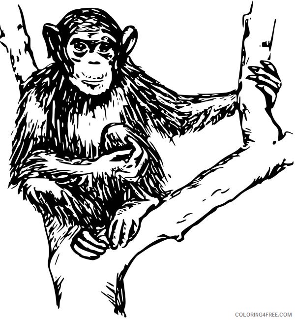 Chimpanzee Coloring Pages Animal Printable Sheets Sitting on Tree 2021 1086 Coloring4free