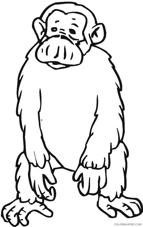 Chimpanzee Coloring Pages Animal Printable Sheets Standing on Two Feet 2021 1087 Coloring4free