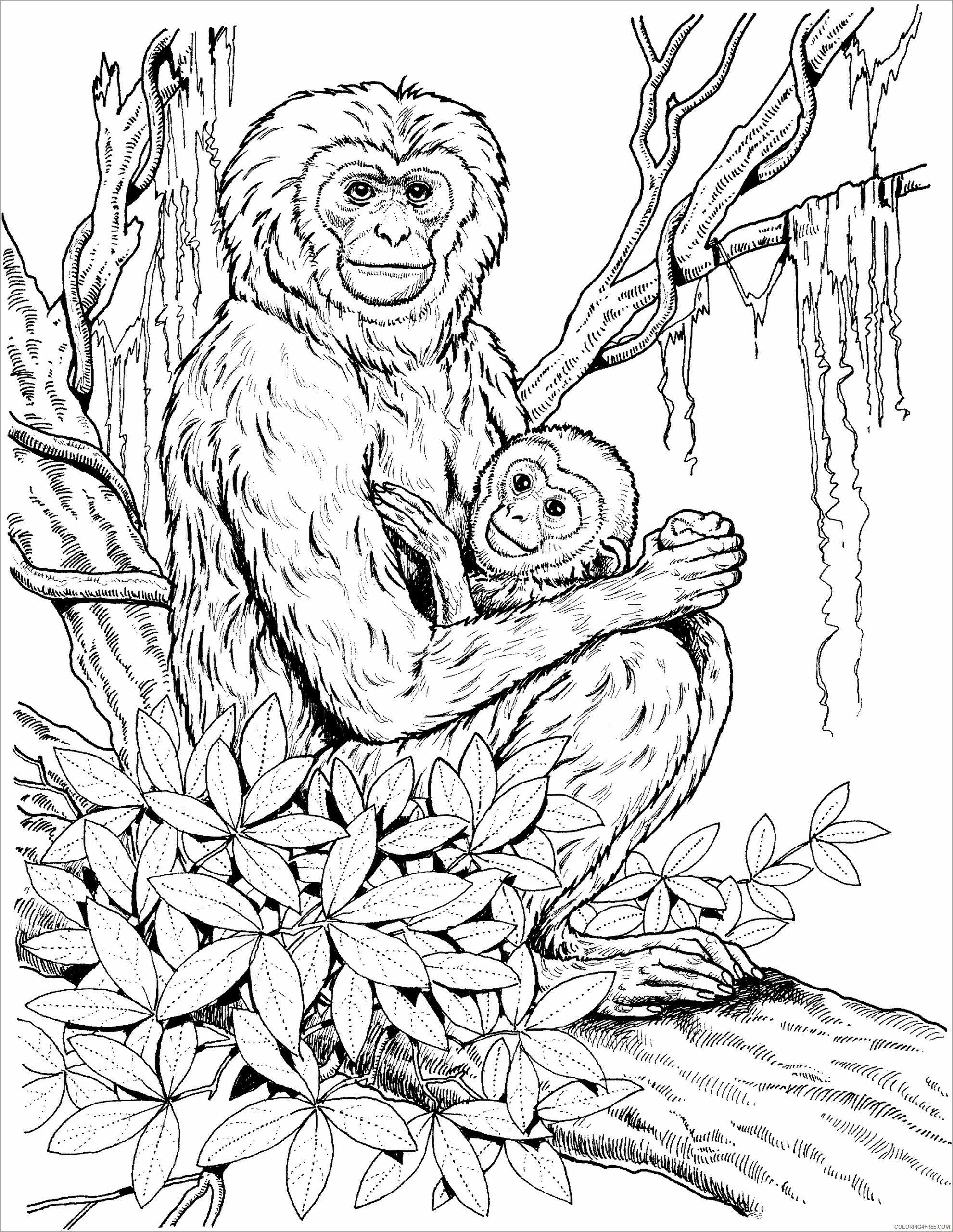 Chimpanzee Coloring Pages Animal Printable Sheets baby chimpanzee 2021 1074 Coloring4free