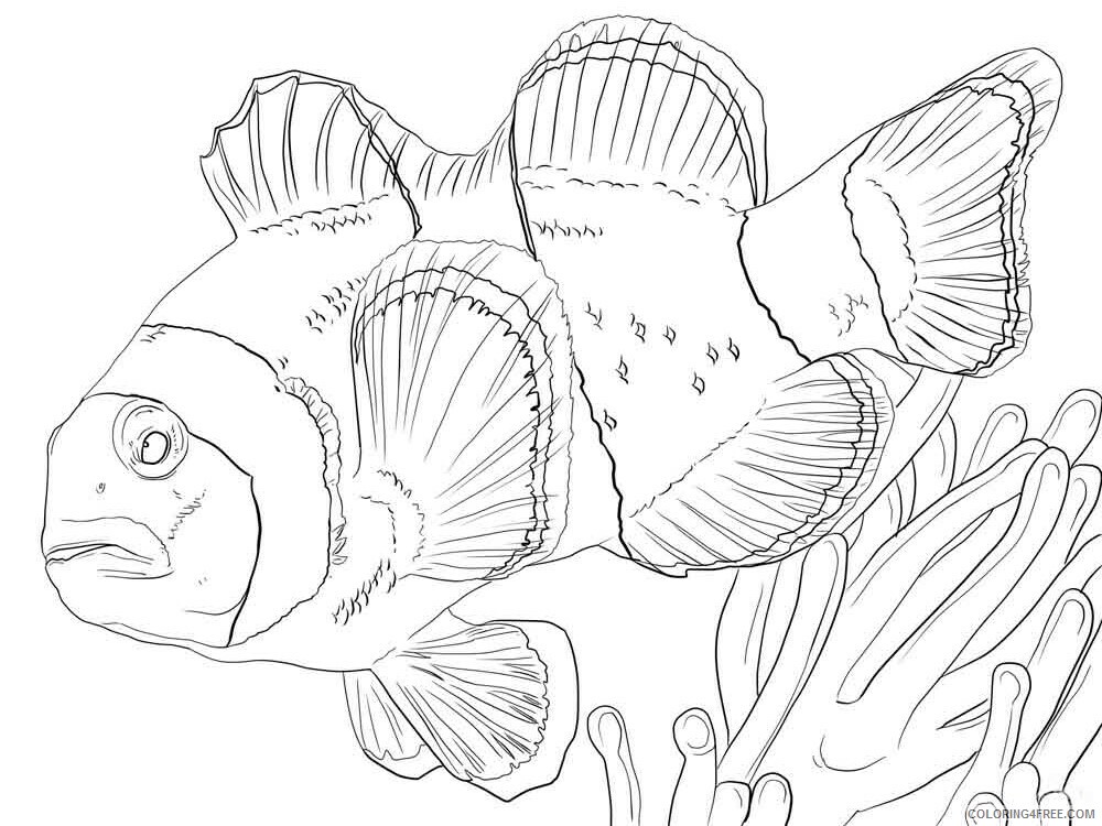 Clownfish Coloring Pages Animal Printable Sheets Clownfish 4 2021 1097 Coloring4free