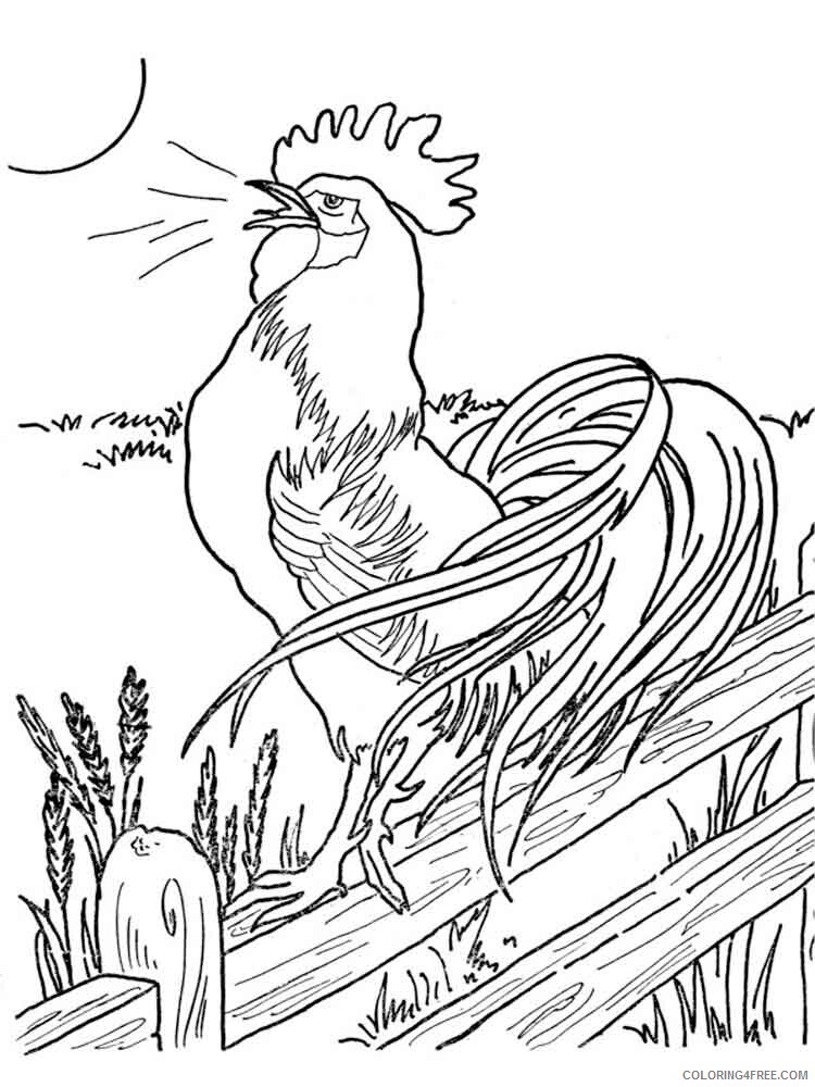 Cock Coloring Pages Animal Printable Sheets animals cock 1 2021 1130 Coloring4free