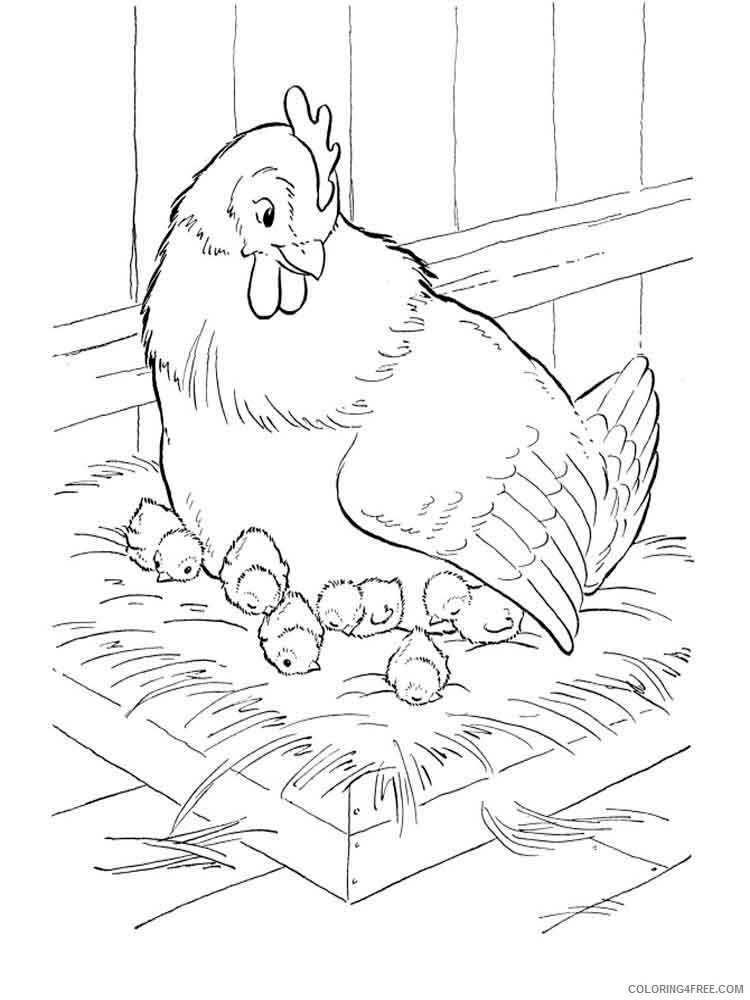 Cock Coloring Pages Animal Printable Sheets animals cock 13 2021 1131 Coloring4free