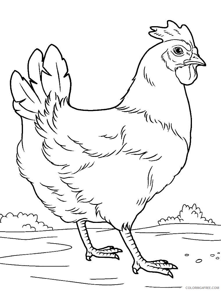 Cock Coloring Pages Animal Printable Sheets animals cock 15 2021 1133 Coloring4free