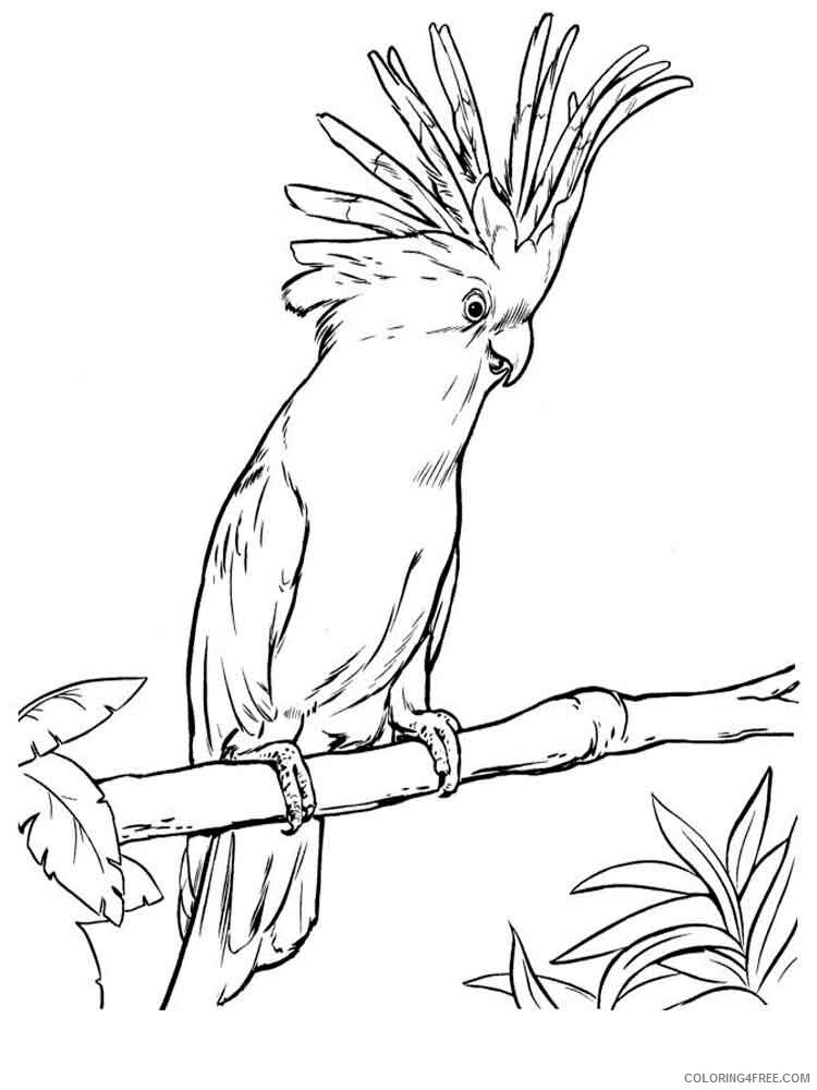 Cockatoos Coloring Pages Animal Printable Sheets Cockatoos birds 1 2021 1140 Coloring4free