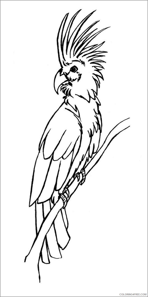 Cockatoos Coloring Pages Animal Printable Sheets palm cockatoo 2021 1147 Coloring4free