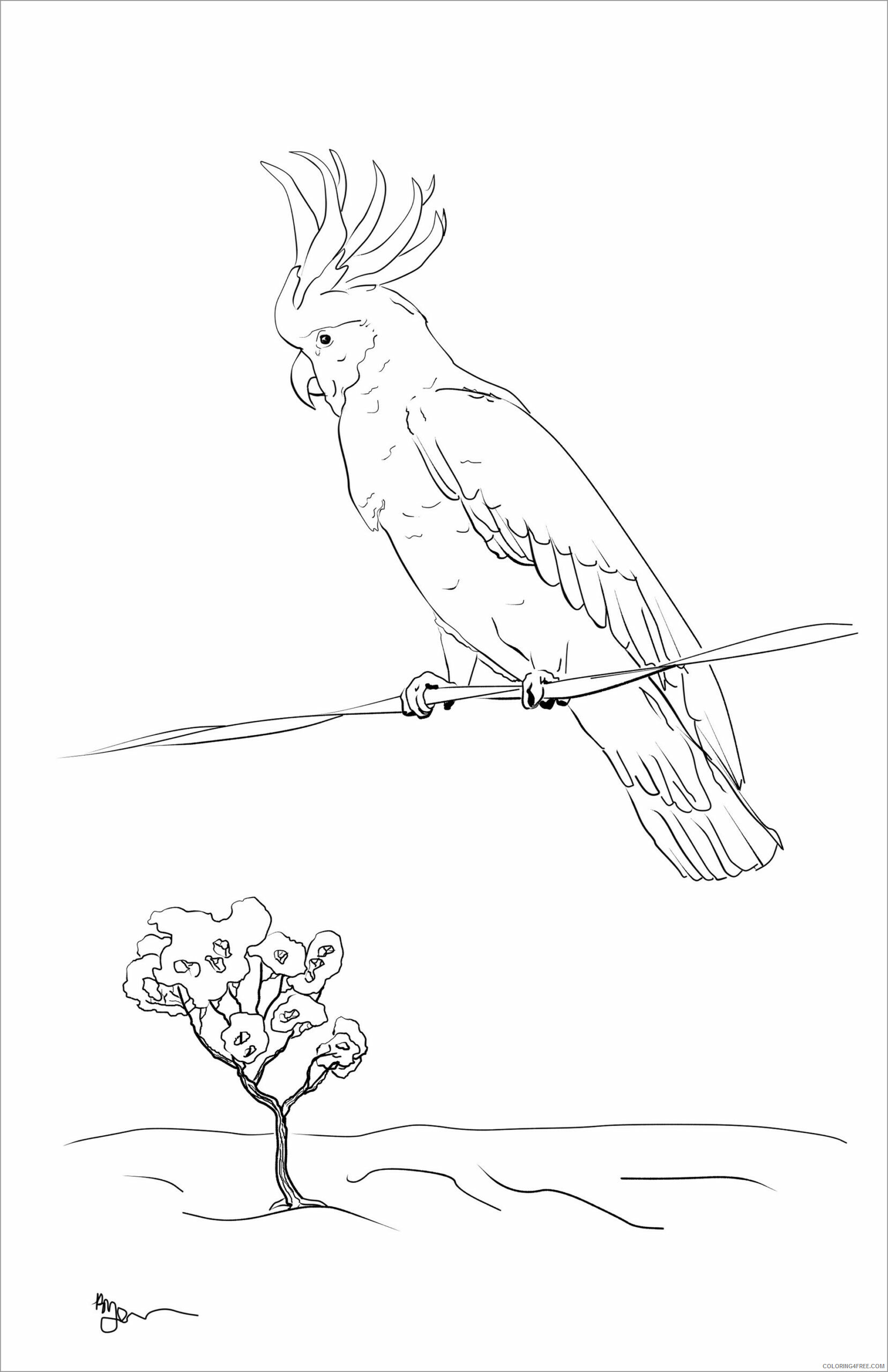 Cockatoos Coloring Pages Animal Printable Sheets sulphur crested cockatoo 2021 Coloring4free