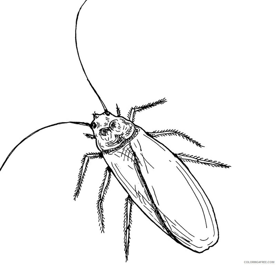 Cockroach Coloring Pages Animal Printable Sheets Cockroach 2021 1150 Coloring4free