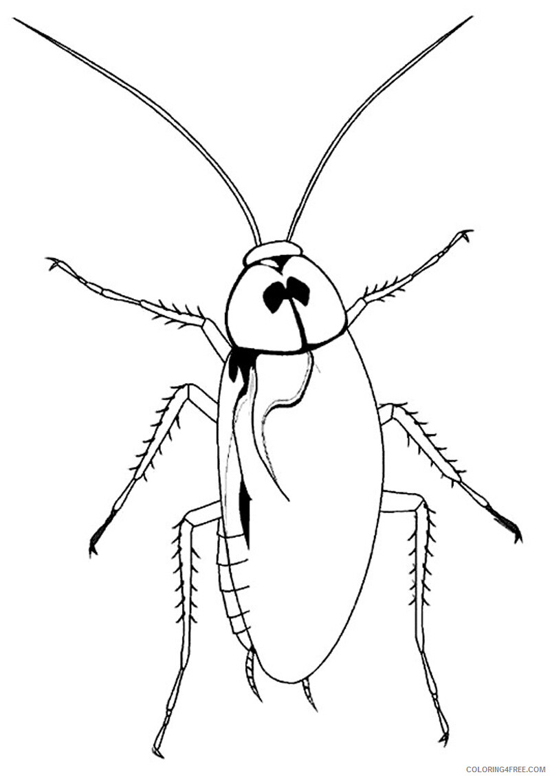 Cockroach Coloring Pages Animal Printable Sheets Cockroach 2021 1154 Coloring4free