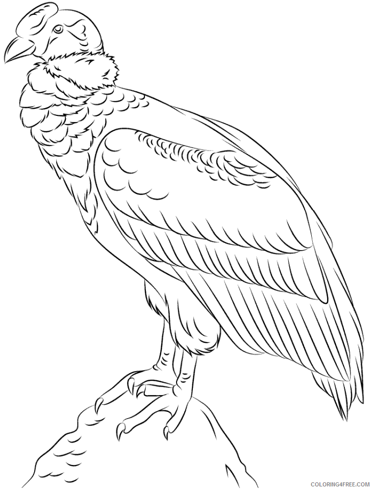 Condors Coloring Pages Animal Printable Sheets condor 2021 1156 Coloring4free