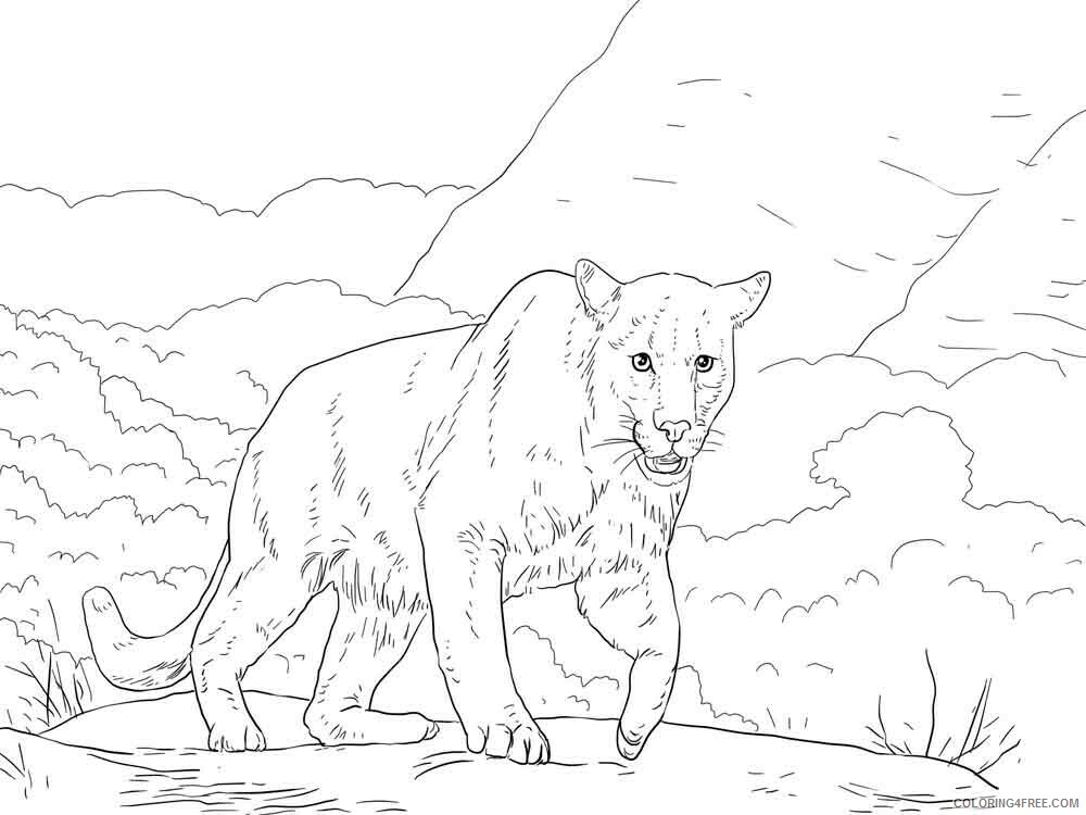 Cougar Coloring Pages Animal Printable Sheets Cougar 8 2021 1169 Coloring4free Coloring4free Com