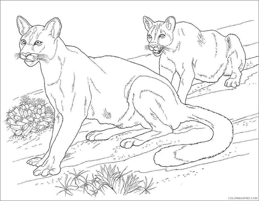 Cougar Coloring Pages Animal Printable Sheets printable cougar 2021 1171 Coloring4free