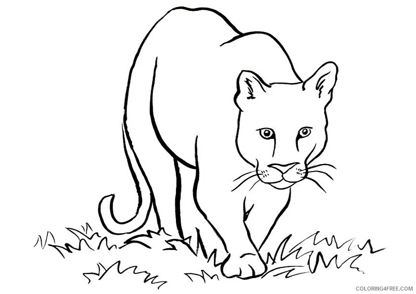 Cougar Coloring Pages Animal Printable Sheets south american cougar 2021 1160 Coloring4free