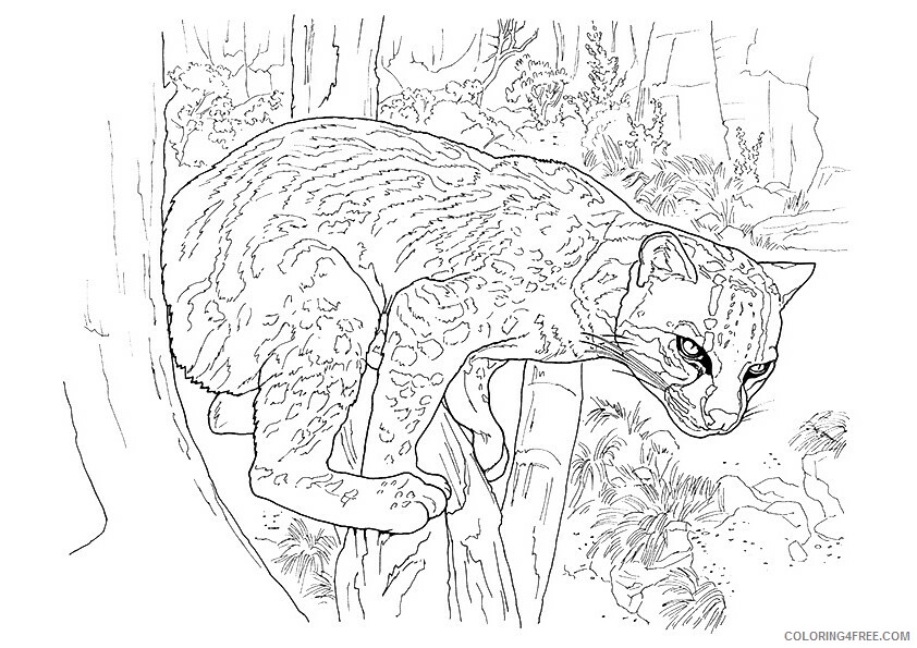 Cougar Coloring Sheets Animal Coloring Pages Printable 2021 0900 Coloring4free