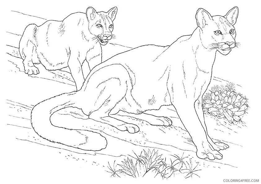 Cougar Coloring Sheets Animal Coloring Pages Printable 2021 0902 Coloring4free