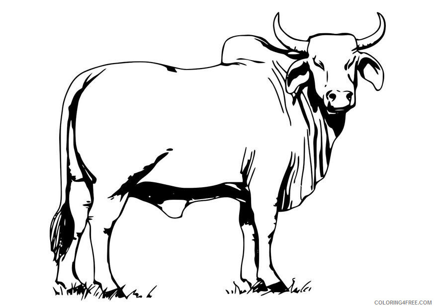 Cow Coloring Pages Animal Printable Sheets Free of Cow 2021 1209 Coloring4free