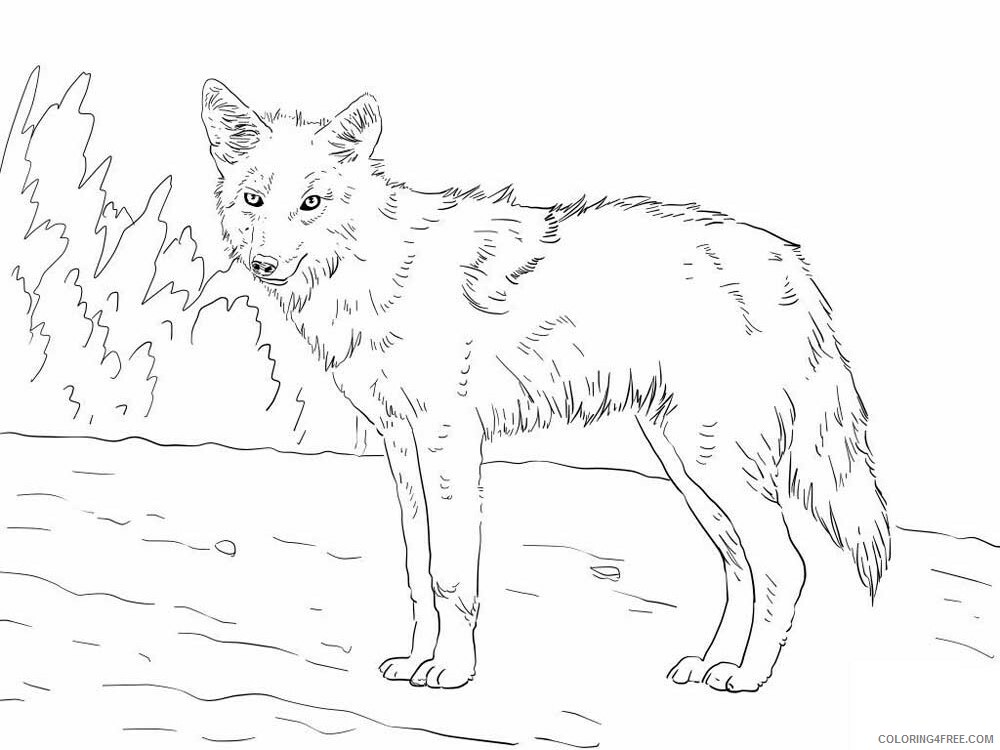 Coyote Coloring Pages Animal Printable Sheets Coyote 3 2021 1218 Coloring4free