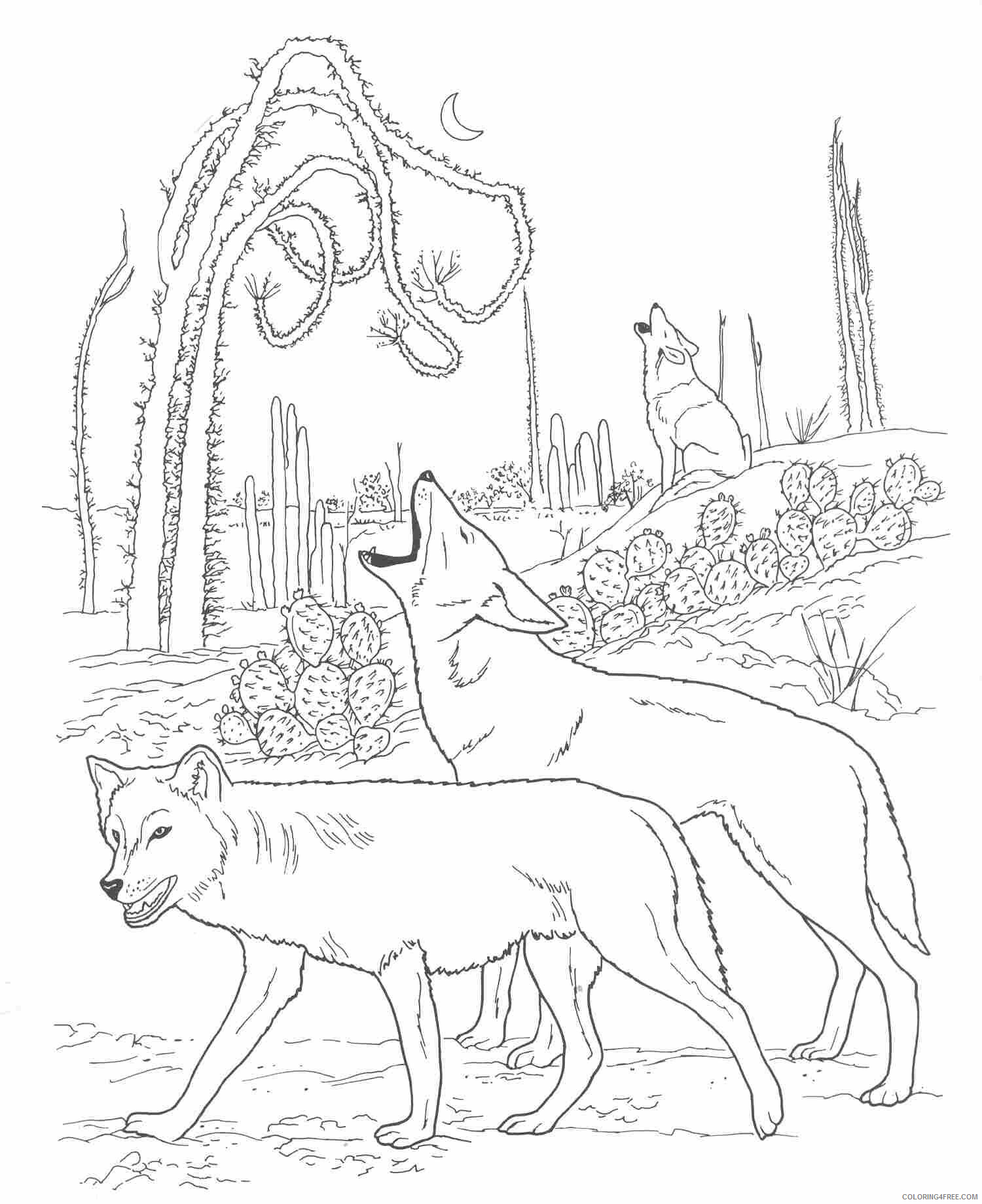 Coyote Coloring Pages Animal Printable Sheets Coyote Animal 2021 1216 Coloring4free