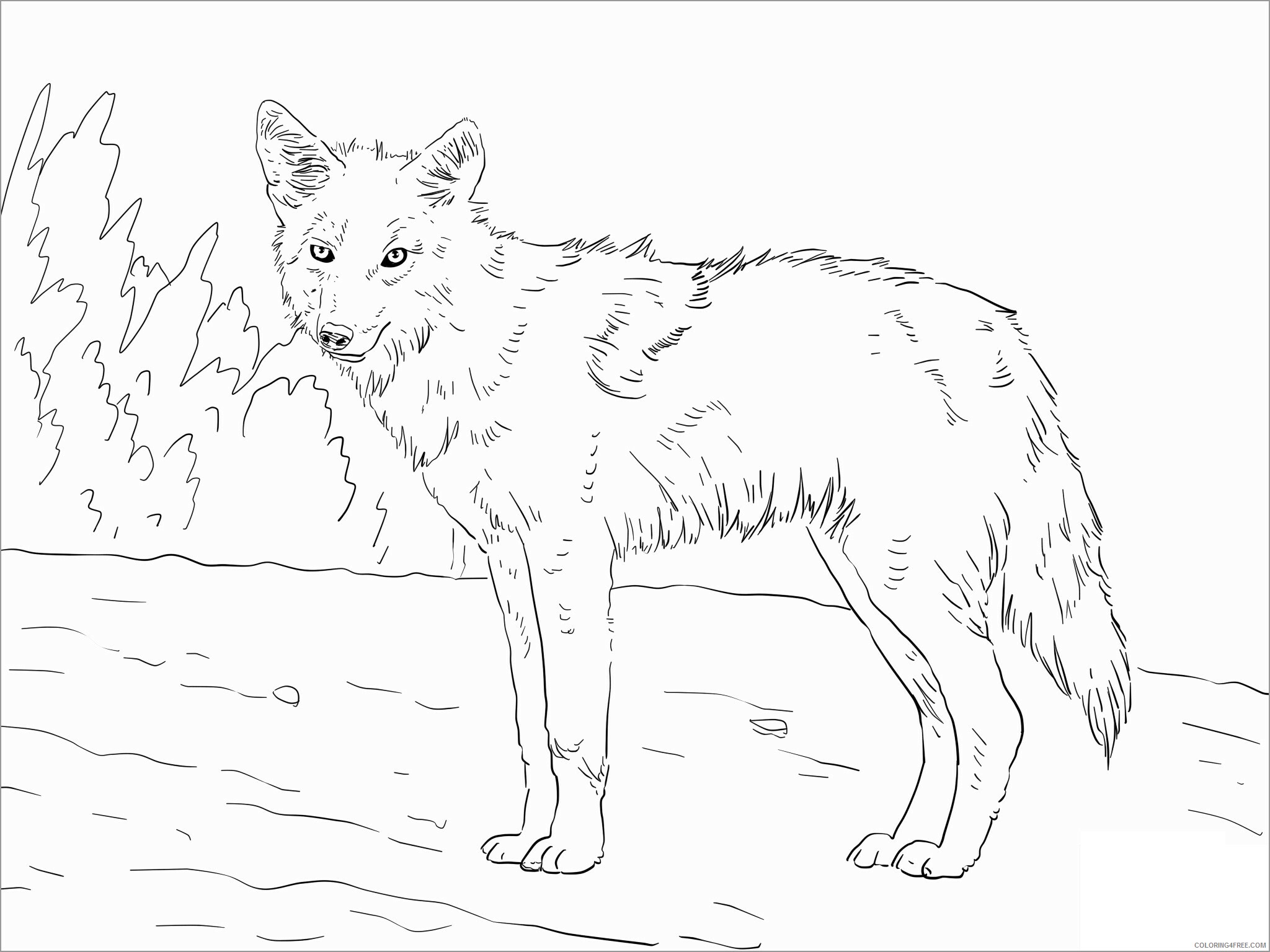 Coyote Coloring Pages Animal Printable Sheets printable coyote for kids 2021 1225 Coloring4free