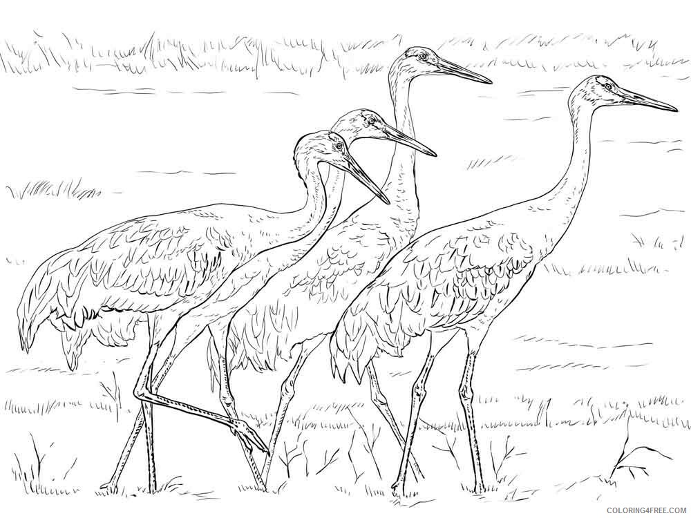 Cranes Coloring Pages Animal Printable Sheets Cranes birds 6 2021 1267 Coloring4free