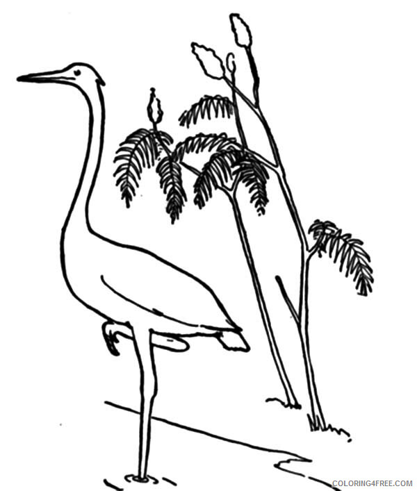 Cranes Coloring Pages Animal Printable Sheets Natural Crane 2021 1276 Coloring4free